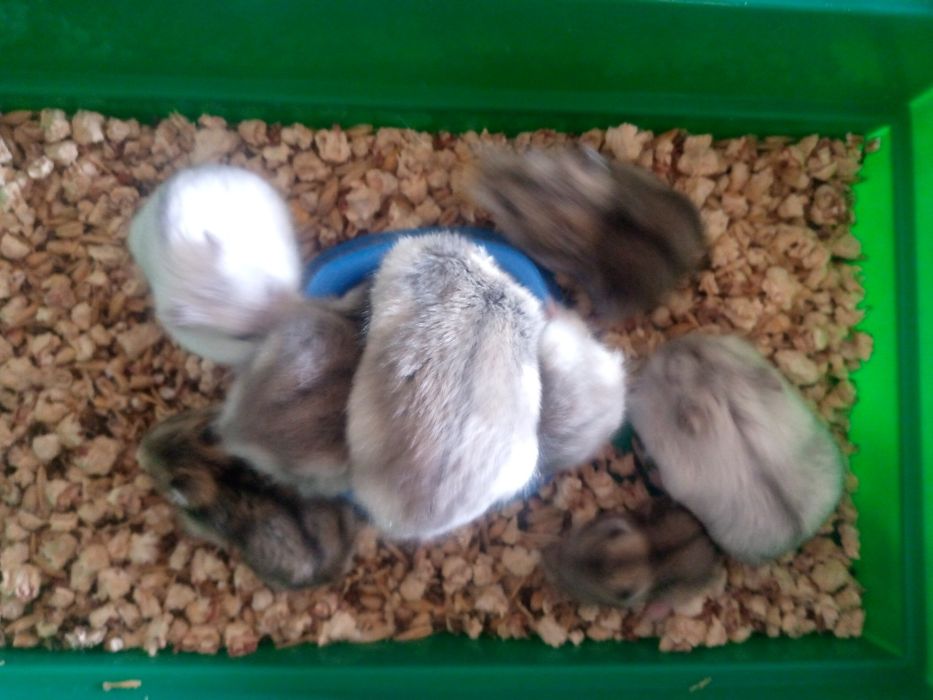 Джунгарский хомяк