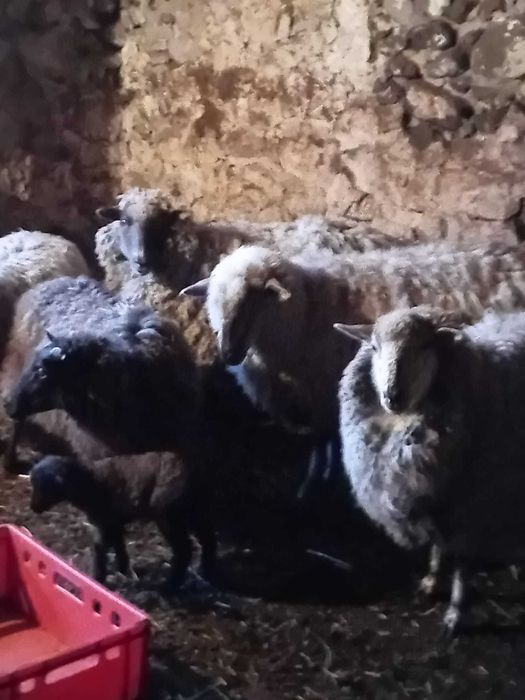 Sprzedam owce i owieczki