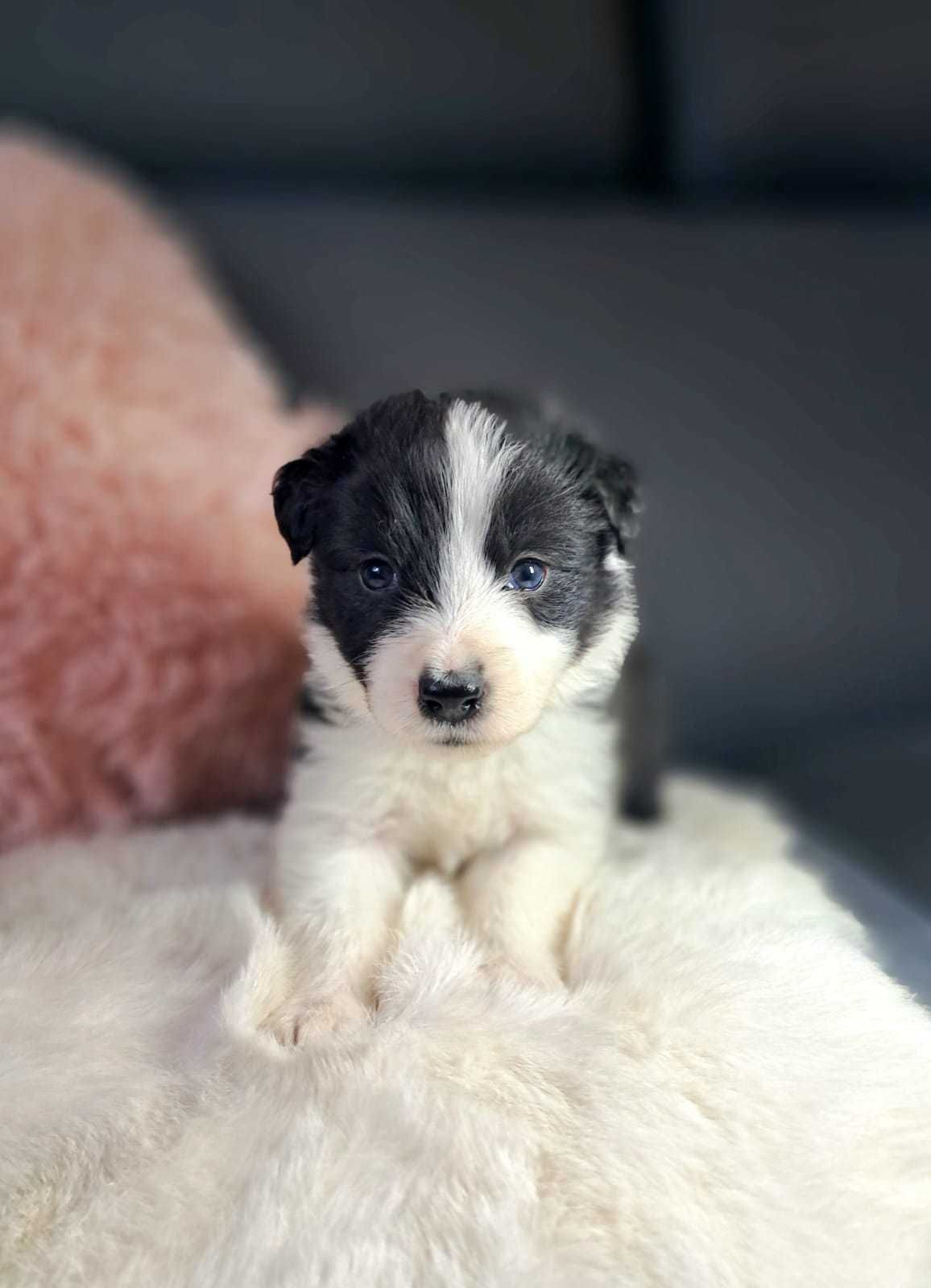Suczka Border collie. DORIS
