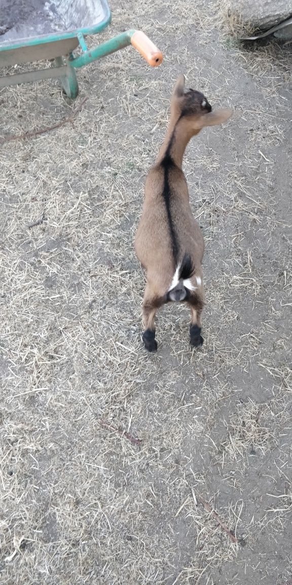 Cabras Anãs muito dóceis