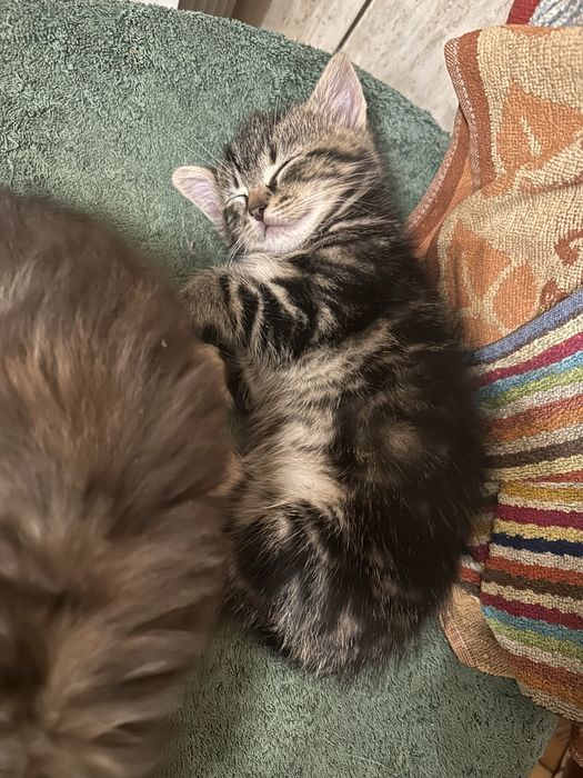 Oddam kotka TYLKO w dobre ręce