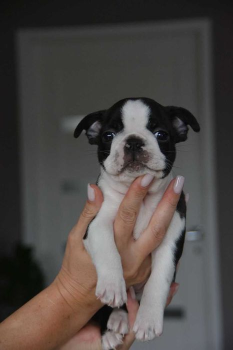 BOSTON TERRIER , Terra platino , samiec RIO, ZKwP/FCI