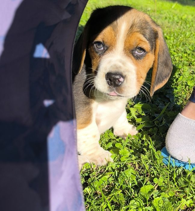 Przeuroczy szczeniaczek Beagle