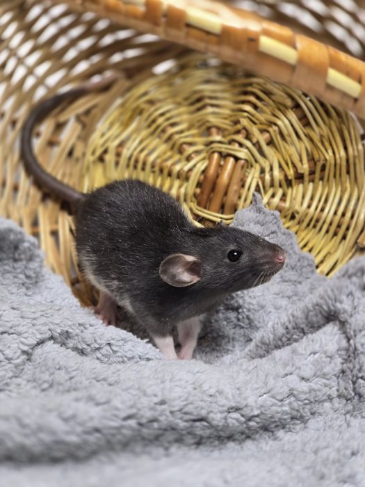 Ручные крысята дамбо. Есть доставка, клетки. Домашние ручные крысы, кр