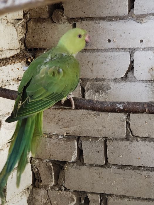 Akeksandretta Obrożna