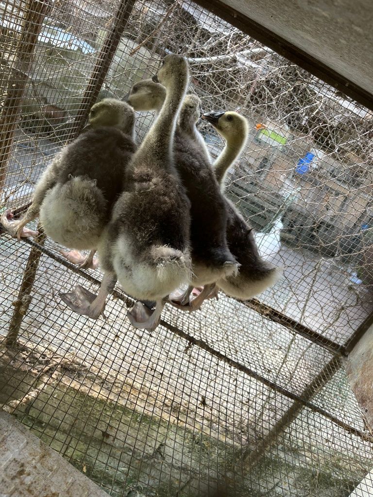 Gansos da Guiné como na foto