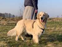 Szczeniak Golden Retriever