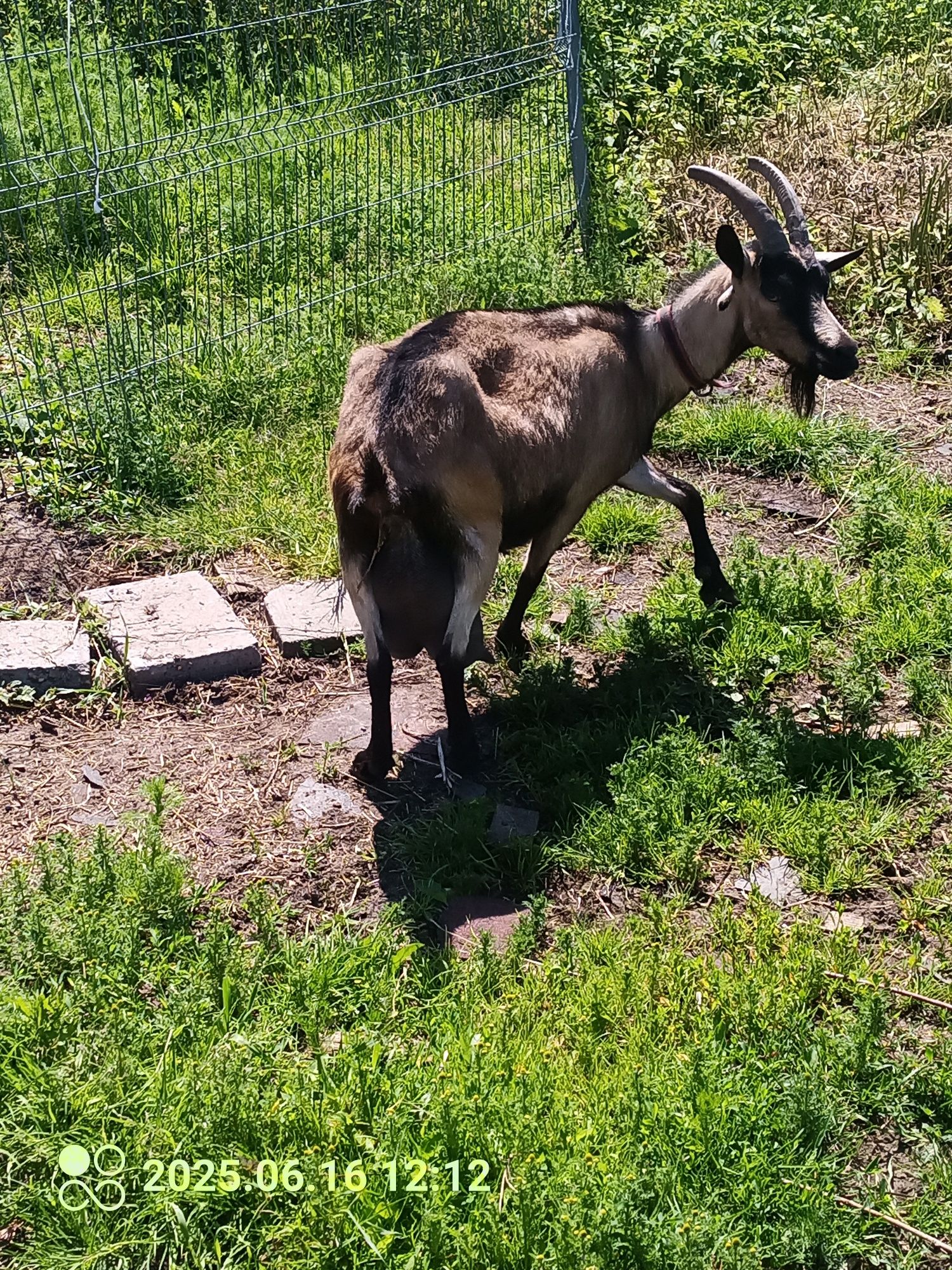 Koza w typie alpejskim