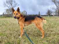 Cudowny, delikatny i śliczny Fox do adopcji