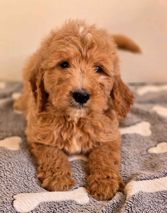 Piesek goldendoodle