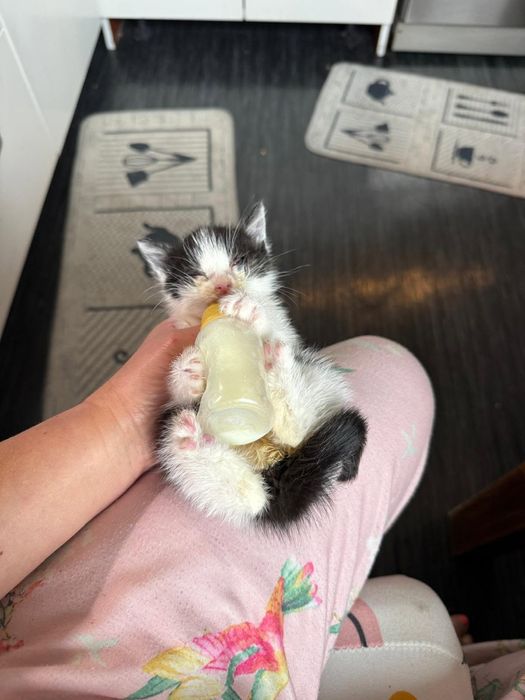 Mały kotek  do oddania