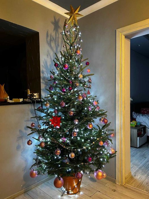 JODŁA Frasera 140 - 220CM ! W Donicy ! Ukorzeniona Z Korzeniem! Jodla