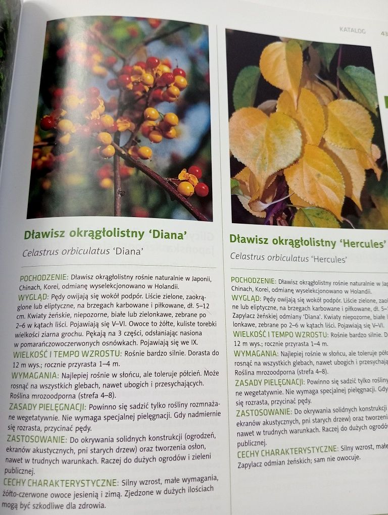 Pnącza Szczepan Marczyński