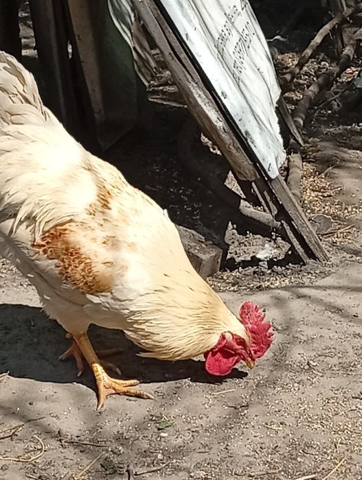 Молоді півні Домінант брунатний недорого