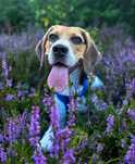 Zjawiskowy Hugo do adopcji