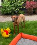 Rhodesian Ridgeback LIKWIDACJA HODOWLI Niewystawowa suczka ZKwP