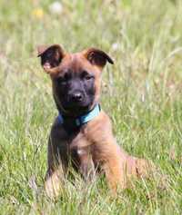 Owczarek Belgijski Malinois  ZKwP FCI Pies