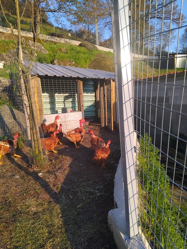 Galos vermelhos caseiros criados no campo