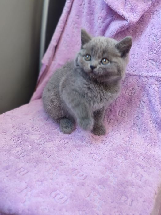 Шотландские котята прямоушки и вислоушки