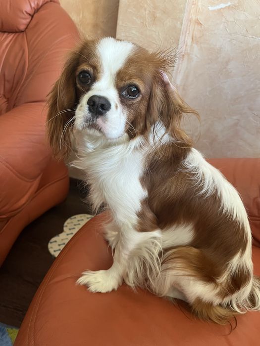 Sprzedam pieska rasy cavarier king charles spaniel