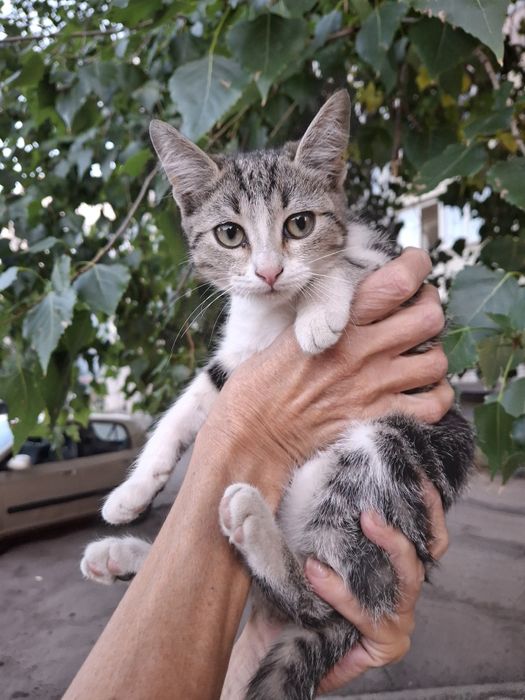 Отдам в хорошие руки
