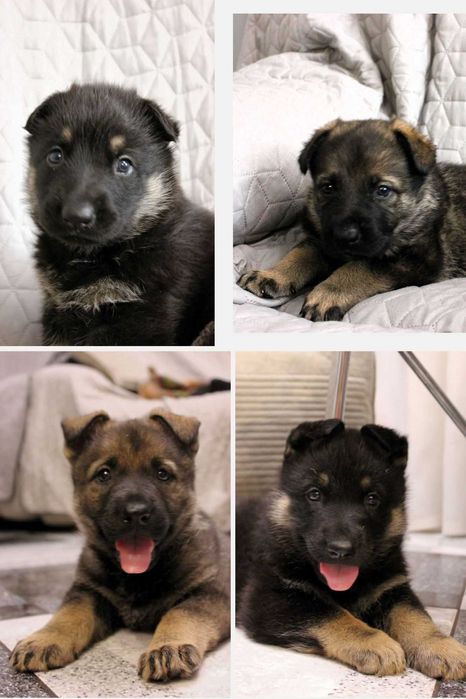 Цуценята східноєвропейської вівчарки СЄВ/ВЕО