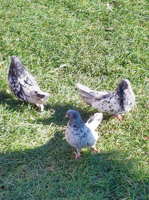 Gołębie mikołajewskie