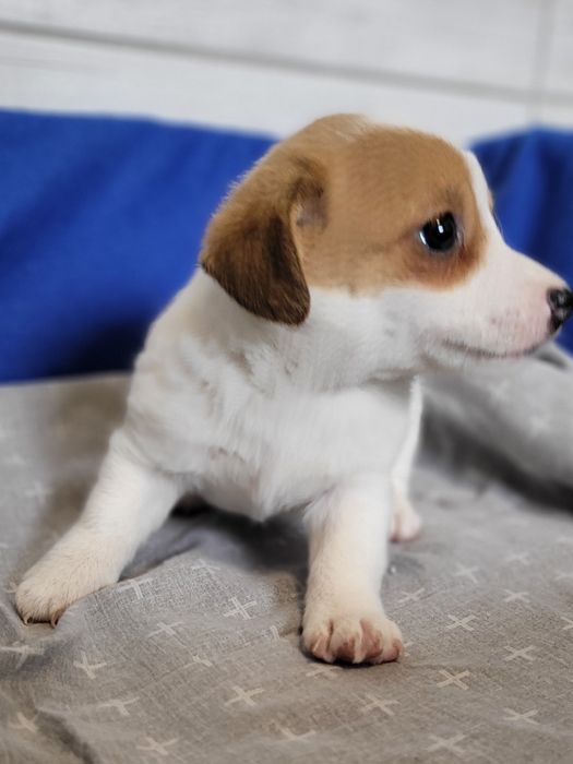 Jack Russell Terrier Maluszek Piękny