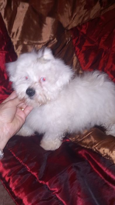 Bichon maltes macho olhos azuis