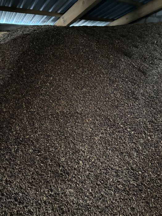 Owies Gniady (czarny)