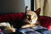 Шукаємо родину для кішечки Софі.1 рік.Стерилізовага.Кішка.Кіт