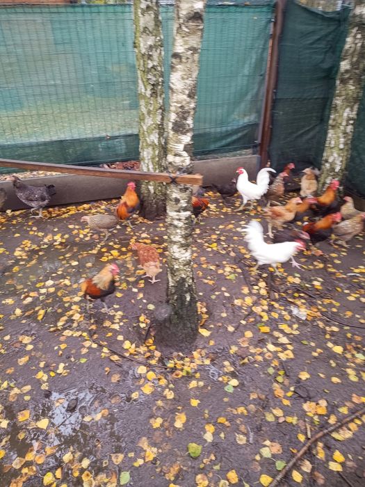 Koguty koguciki karzełka polskiego  liliputa polskiego