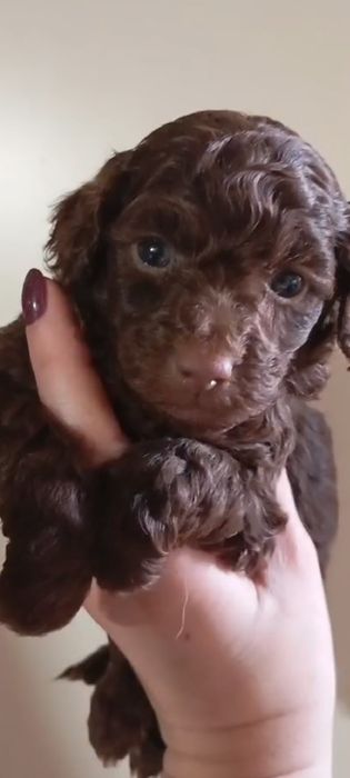 Щенки шоколадного пуделя