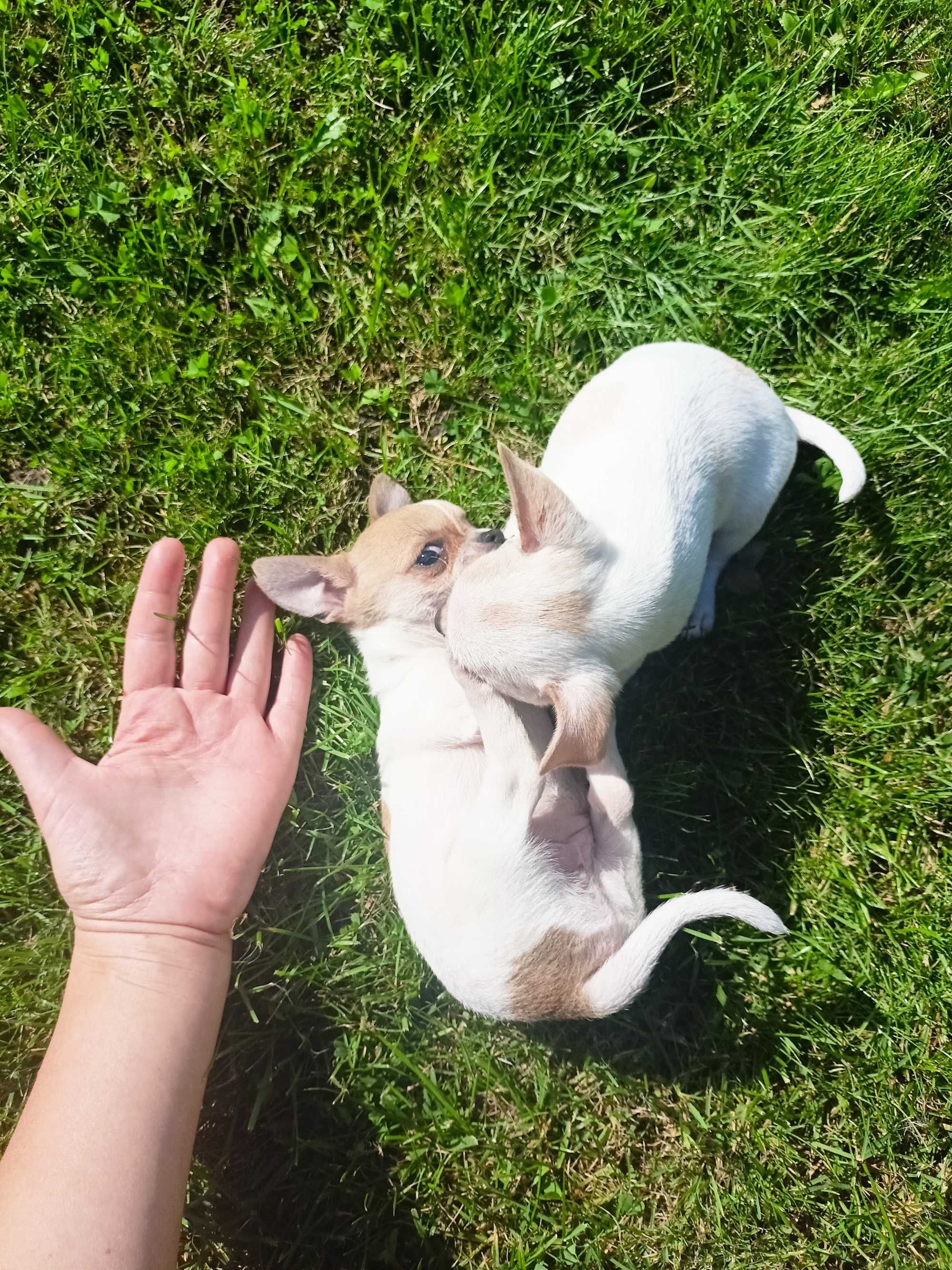 Śliczna MINI suczka Chihuahua
