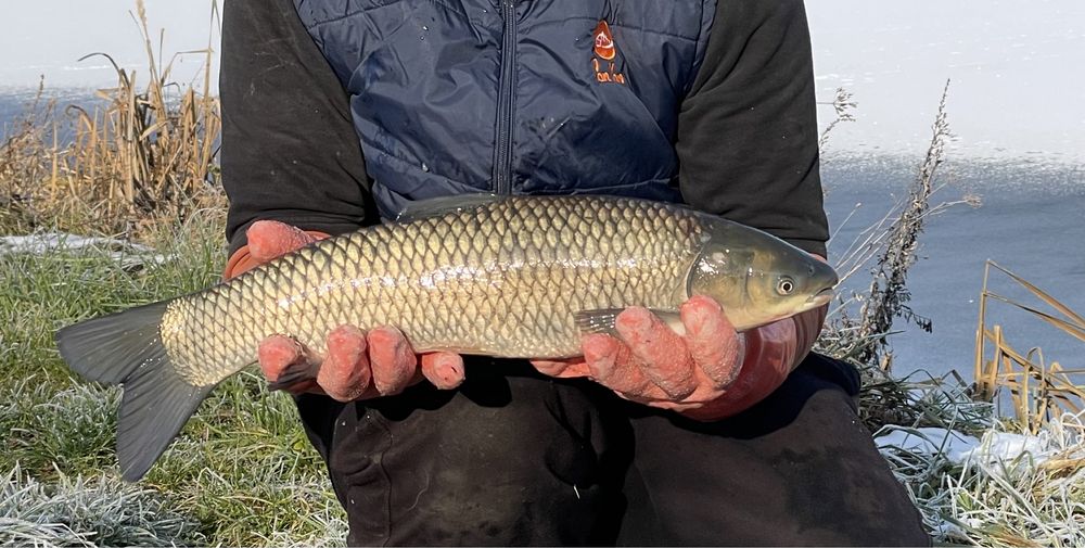 Karp Żywy Handlowy Pan Karp Pstrąg Amur Szczupak Sandacz Jesiotr Sum