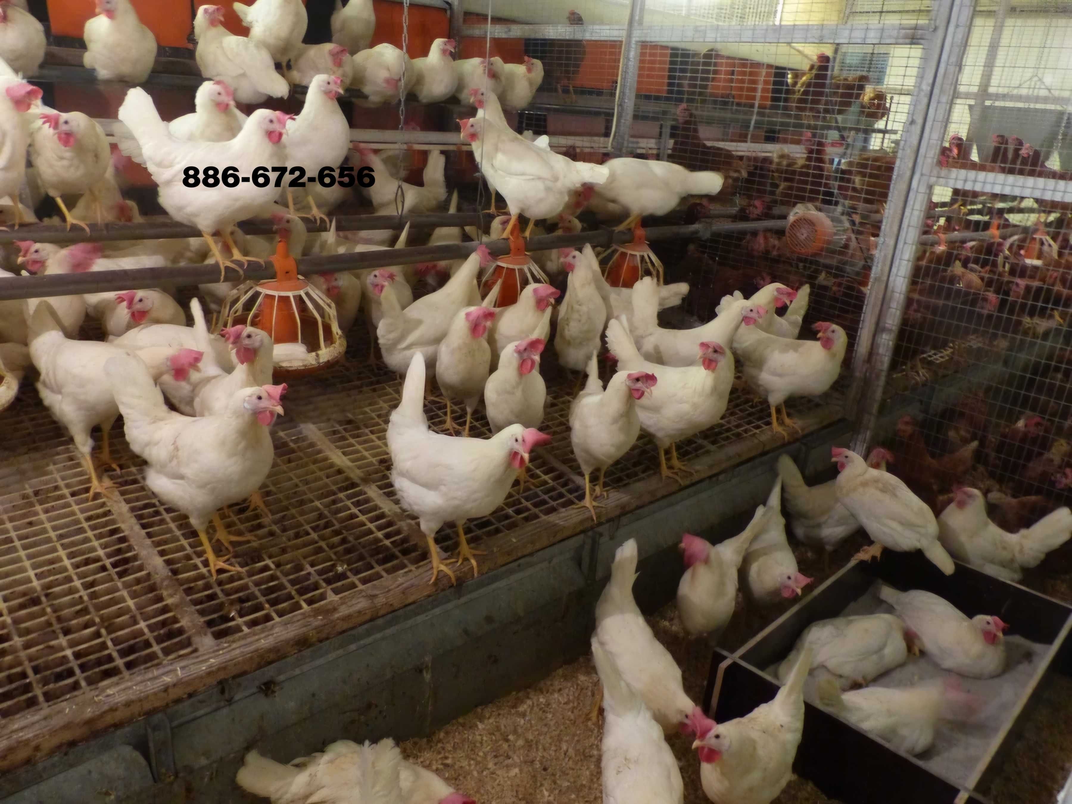 Młode kury nioski odchowane z jajkiem Leghorn Sendi Tintet