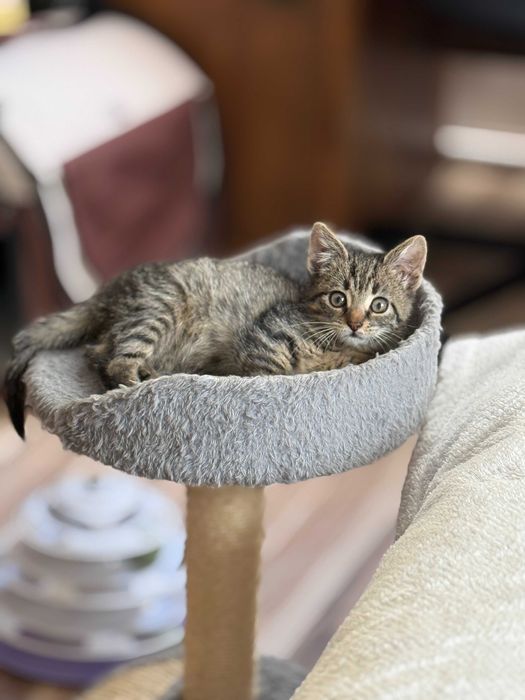 oddam kotka, kotek do adopcji