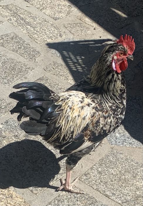 Galo da india