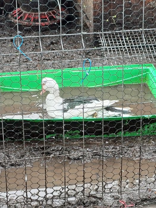 Sprzedam kaczora i kaczki