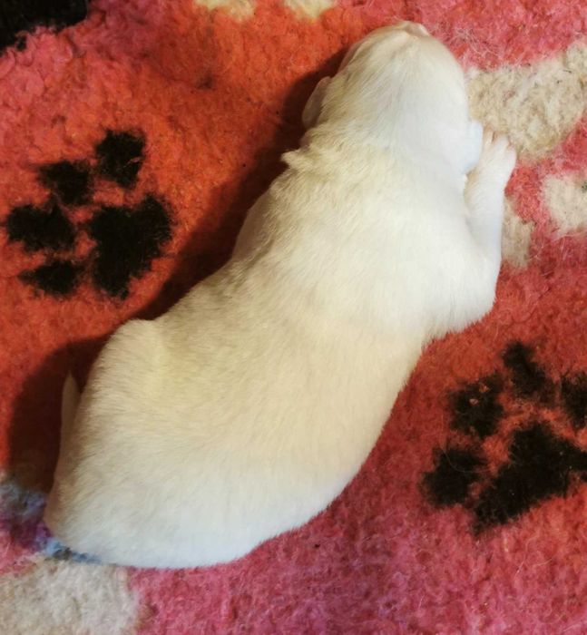 Owczarek podhalański szczenię rodowód ZKwP (FCI)