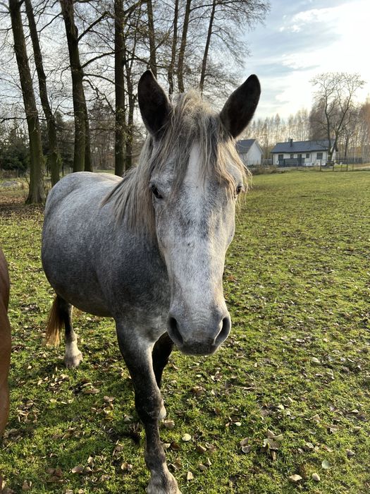 Klacz karosiwa zimnokrwista !