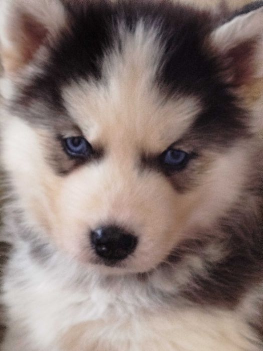 Siberian Husky piesek tel.-5.7.5.3.0.2.0.3.9.