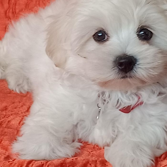 szczenię maltańczyk