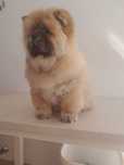 Chow Chow FCi suczka.
