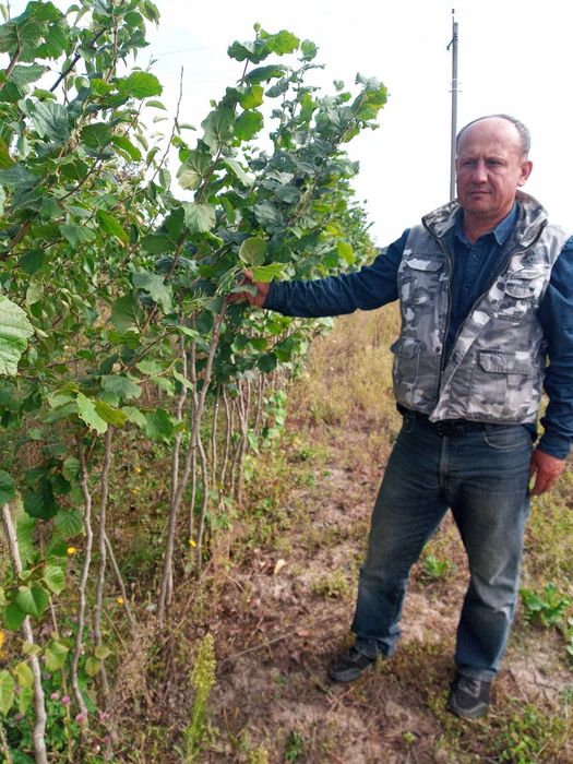 Фундук саджанці щіплені на ведмежому горіхові