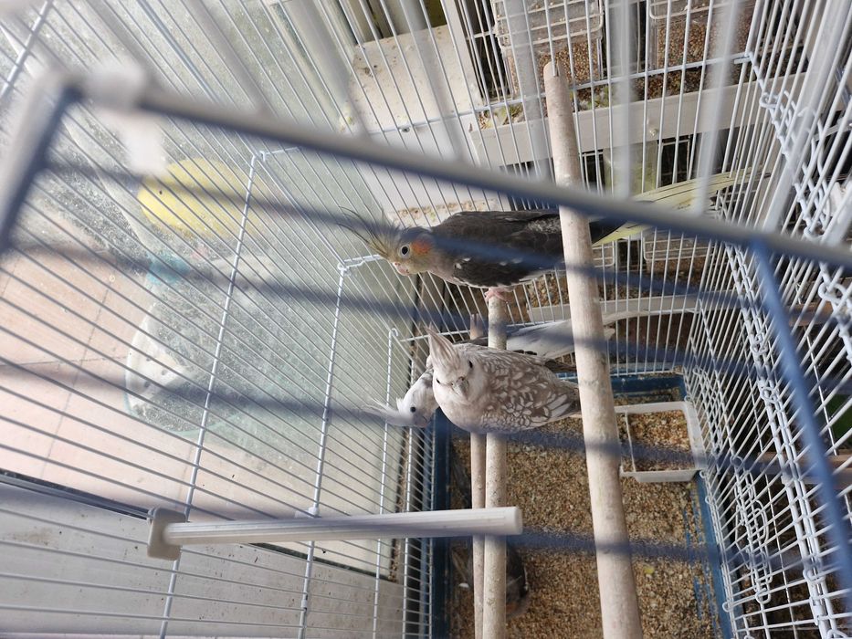 Caturras lindíssimas