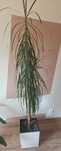 Dracena -sprzedam