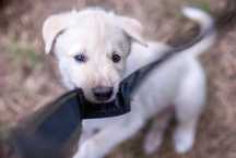 Szczeniak samiec SIBERIAN HUSKY biało-beżowy linia użytkowa ZKwP FCI