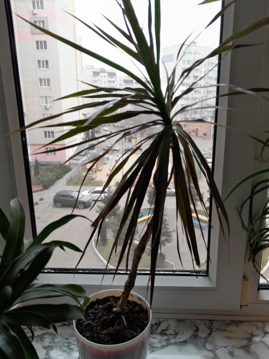 Драцена, 80 см від горшка