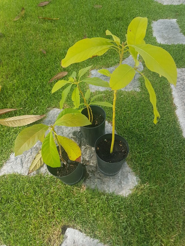 Abacateiros prontos para transplantar ,desde 4 €.